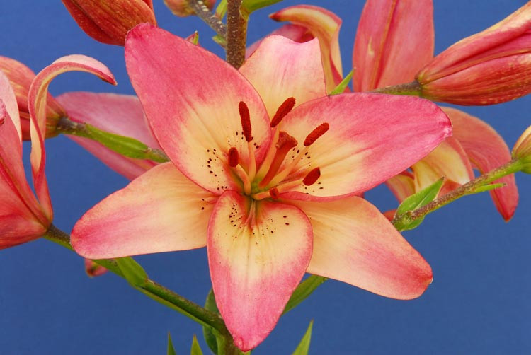 Lilium 'Rosella's Dream' (Asiatic Lily)